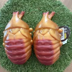 BEETLE PUPA カブトムシのさなぎ 5個セット BEETLE PUPA カブトムシのさなぎ 5個セット - メルカリ