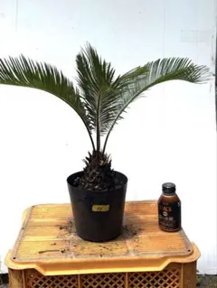 安心の生産者仕入れ】 ソテツ 蘇轍 7号 - メルカリ