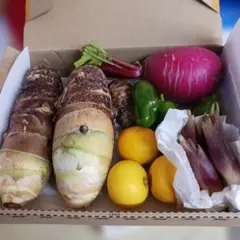 新鮮野菜セット 赤大根 竹の子里芋。 ピーマン 。スダチ。みよう
