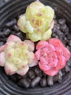 ジ*☆様 現品　新作　多肉植物　エケベリア　小苗　3株　5cm鉢