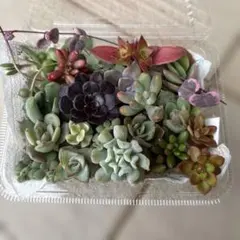 【多肉植物】エケベリア・セダムなど♡ カット苗 詰合せ　発送時追加苗あり