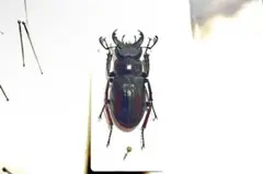 2026年最新】ミクラ 標本の人気アイテム - メルカリ