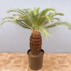 現品］☆おすすめ☆ A1 ソテツ 10号 観葉植物 大型 屋外 綺麗 幹太