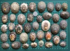 Item thumbnail for item 18a82be5-3703-4058-b8b1-db05f3116c56