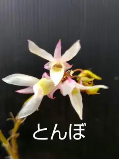 カシノキ蘭　『金牡丹縞』大きい11枚葉 富貴蘭　風蘭　長生蘭　山野草　セッコク 山野草 富貴蘭 長生蘭(セッコク 黄龍) - メルカリ