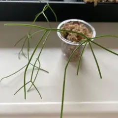 Chie様専用