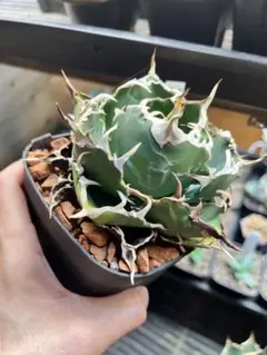 【SUMMER セール】アガベ　チタノタ　白鯨　ボールタイプ　横幅13㎝ アガベ・チタノタ白鯨（ボールタイプ）中-092｜agave titanota