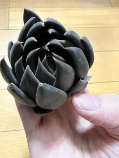 ダークナイト錦　画像苗