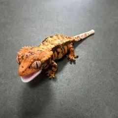 クレステッドゲッコー カプセルトイ