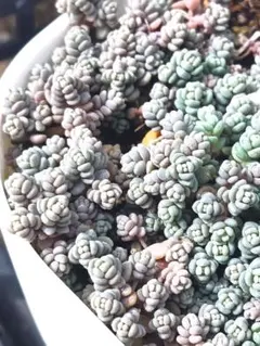 ヨッシー様 リクエスト 4点 まとめ商品