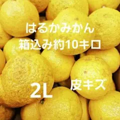 2026年最新】果物の人気アイテム - メルカリ