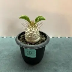 パキポディウム　ナマクアナム　光堂 種　10粒 isla del pescado - Pachypodium namaquanum-光堂