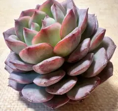 N*o様 2860新入荷　エメラルドワルツ　エケベリア　多肉植物　撮影3月9日