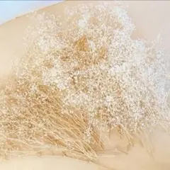 最安値　大容量　かすみ草　ホワイト系　ハーバリウム、キャンドルなどの花材料