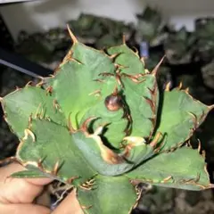 아가베 오테로이 모종