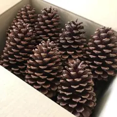 大きい松ぼっくり １２個セット　お正月　ハンドメイド　クリスマス　オーナメント