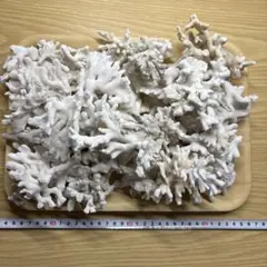 ライブロック　枝塊 楽天市場】枝 ライブロックの通販