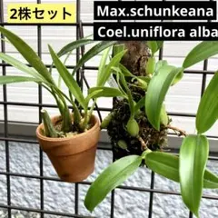 【2株セット】Max.schunkeana・Coel.uniflora albaのサムネイル
