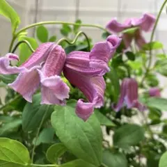 ④6号　クレマチス　ベル咲き　 苗　花鉢　鉢花　エトワールローズ　ピンクのサムネイル