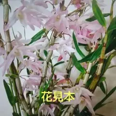 へのかっぱ様 リクエスト 2点 まとめ商品