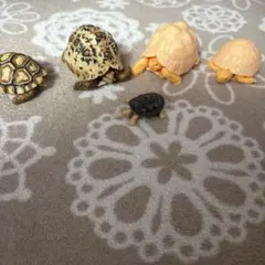 亀フィギュア カプセルトイ
