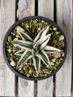 アガベ　笹の雪　氷山　2頭　双頭 アガベ 笹の雪 近況② | つべるふブログ 多肉生活 2021〜