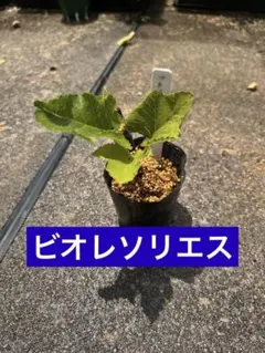 【8】イチジク　ビオレソリエス　挿し木苗　無農薬のサムネイル