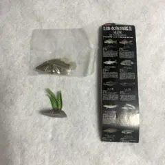 原色淡水魚図鑑II 改訂版 オヤニラミ フィギュア