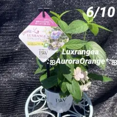 ②*:ஐミラクルな花色変化*:ஐ紫陽花・苗【ラグランジア・オーロランジュ】苗木のサムネイル
