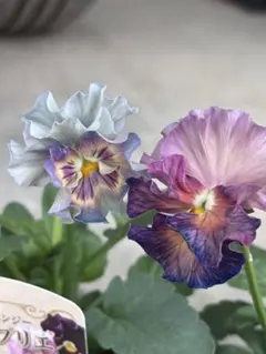 2025年最新】シエルブリエ ブルーの人気アイテム - メルカリ