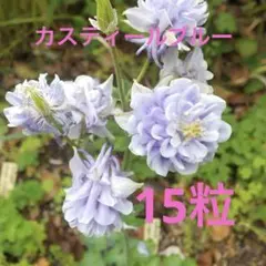 ♬オダマキカスティールブルー15粒のサムネイル