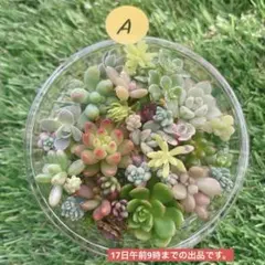 2026年最新】多肉植物 詰め合わせの人気アイテム - メルカリ