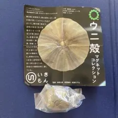 2025年最新】うに殻の人気アイテム - メルカリ