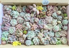44 多肉植物　多肉弁当　詰め合わせ　寄せ植え　セット　カット苗　韓国苗　セダム