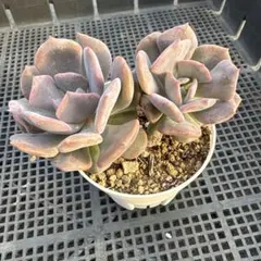 専用です♪　　　　　　肉植物　キュービックフロスト錦　抜き苗 多肉植物 キュービックフロスト錦 抜き苗 - メルカリ