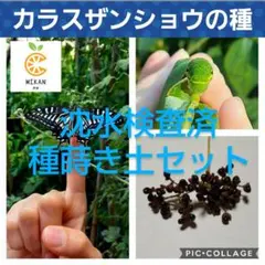 2025年最新】カラスザンショウの人気アイテム - メルカリ