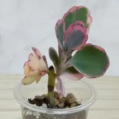 2026年最新】多肉植物 錦の人気アイテム - メルカリ