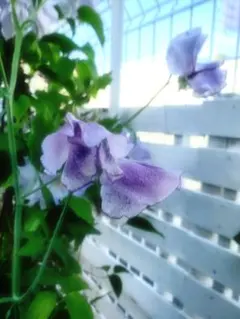 2026年最新】苗の人気アイテム - メルカリ