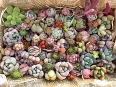 多肉植物　寄せ植えセット(小)A45