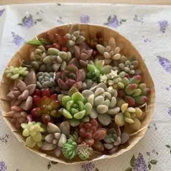多肉植物カット苗いろいろ種類詰め合わせ 寄せ植えセット　⑵