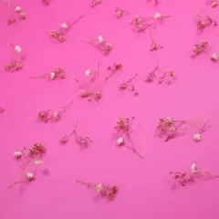 ドライフラワー ピンク系 かすみ草　F59