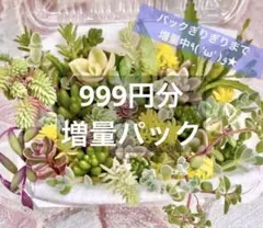 爆盛り★多肉弁当！