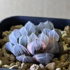 ハオルチア　オブツーサ錦　水中月