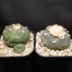 2025年最新】翠冠玉の人気アイテム - メルカリ