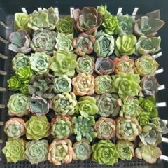 【早い者勝ち】速達付き小さめ苗たっぷり①★エケベリア★多肉★多肉植物★寄せ植え★