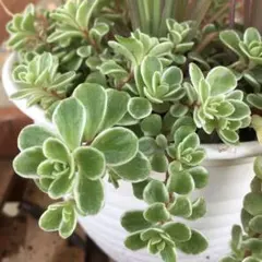 セダム 斑入りマルバ万年草4センチポット入り