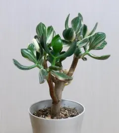 2025年最新】金の成る木 斑入りの人気アイテム - メルカリ