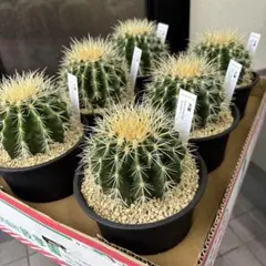 2026年最新】サボテン 金鯱の人気アイテム - メルカリ