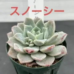 多肉植物 おらいさん苗 ミックスベリア スノーミルフィーユ - メルカリ