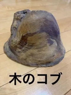 天然木 木のコブ 木のこぶ 希少 瘤材 置物